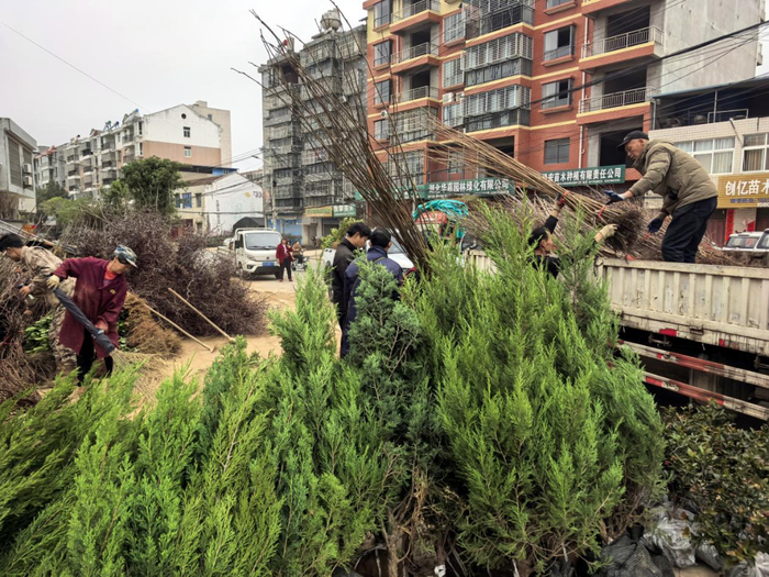 外地客商在孝昌县采购苗木。资料照片