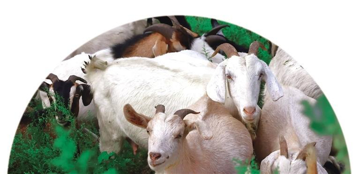 白山羊在山间觅食。 贵州日报天眼新闻记者 施平 摄