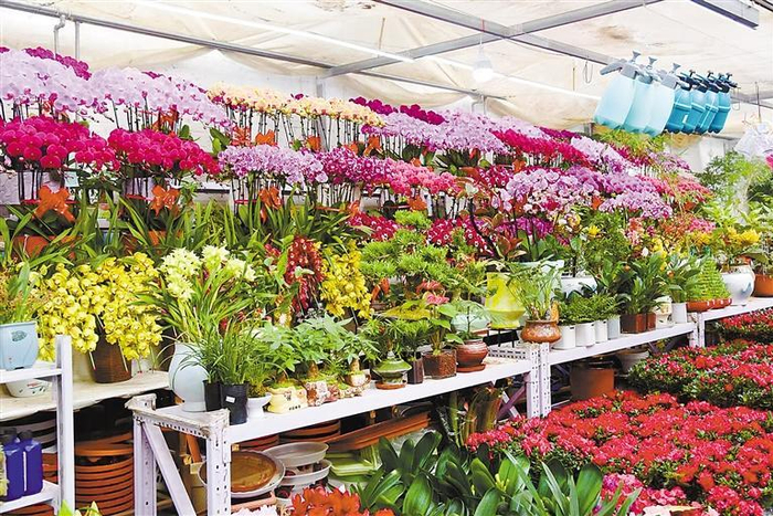     图为广阳区百侬花卉市场内鲜花竞放。本报通讯员 王译萱 本报记者 王满凤 摄