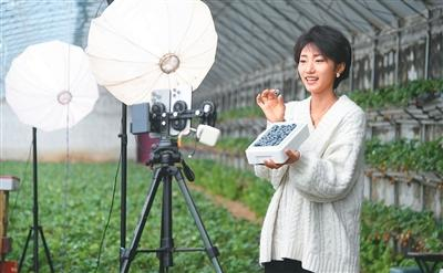 2月26日，在北京市平谷区山东庄镇鱼子山村一处设施农业基地的大棚内，工作人员直播销售蓝莓。新华社记者 任超 摄