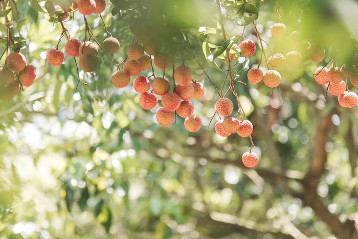 茂名荔枝，资料图片
