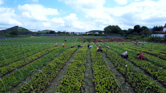 图为孝昌县苗木基地一角。资料照片