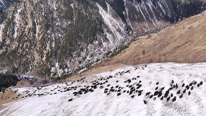 黑水牦牛在雪山间觅食。受访者供图