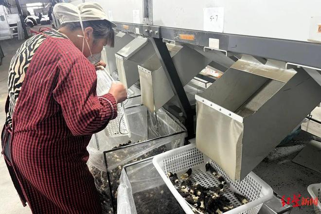 ▲羊肚菌分选中心