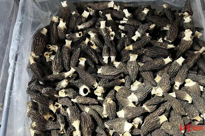 ▲羊肚菌