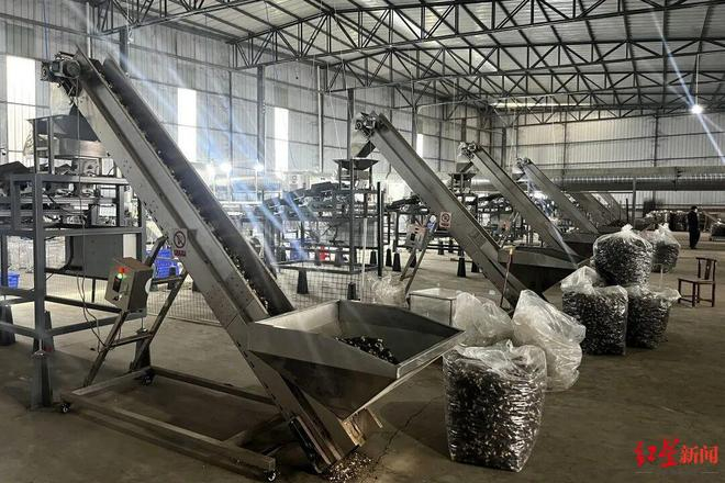 ▲羊肚菌分选中心