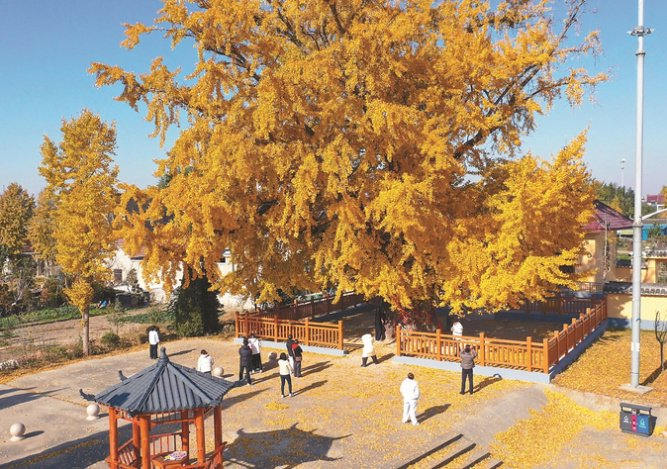 搬经镇“银杏王”。（搬经镇供图）