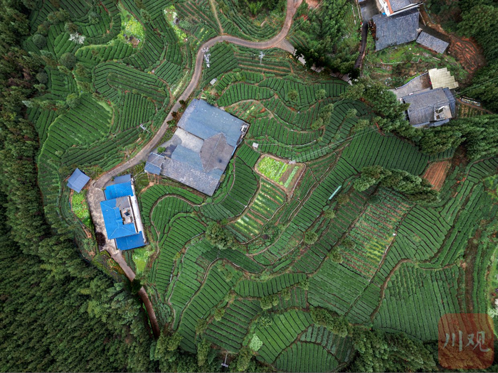 3月4日，将军镇清凉村的茶园。
