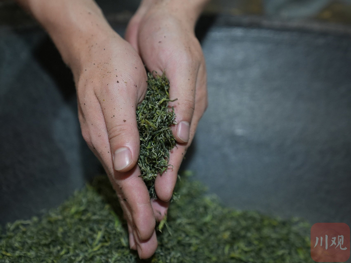 对茶叶进行提毫。