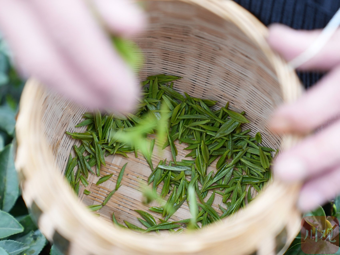 新采摘的福选9号鲜叶。