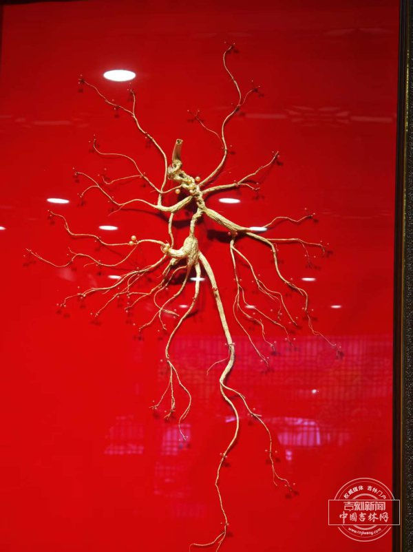 （图为吉林人参）