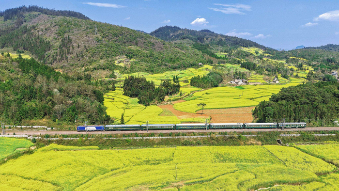 赏花列车正在穿过罗平油菜花田 杨紫轩 摄