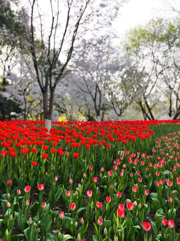 每满记者 方薇 摄