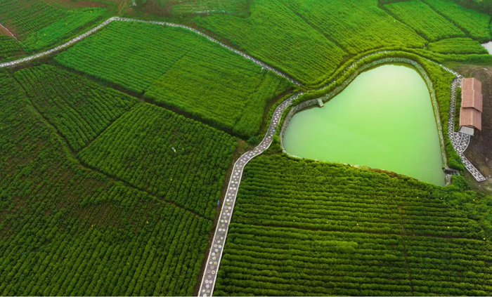 蕲艾田。图源：湖北文旅