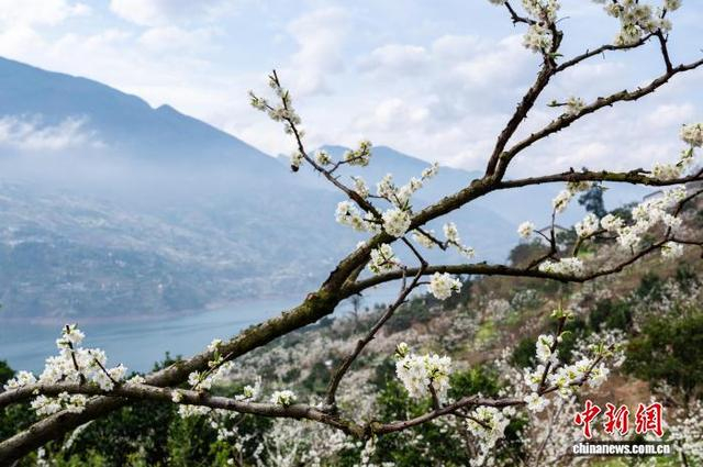 资料图为巫山李花竞相绽放。中新网记者 何蓬磊 摄