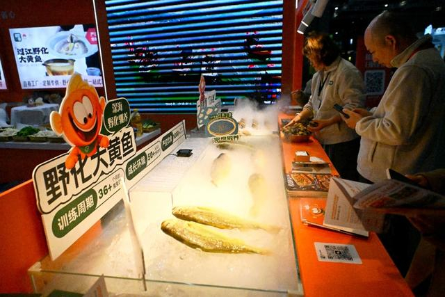 国内养殖企业带来的深海野化冰鲜大黄鱼 新民晚报 徐程 摄