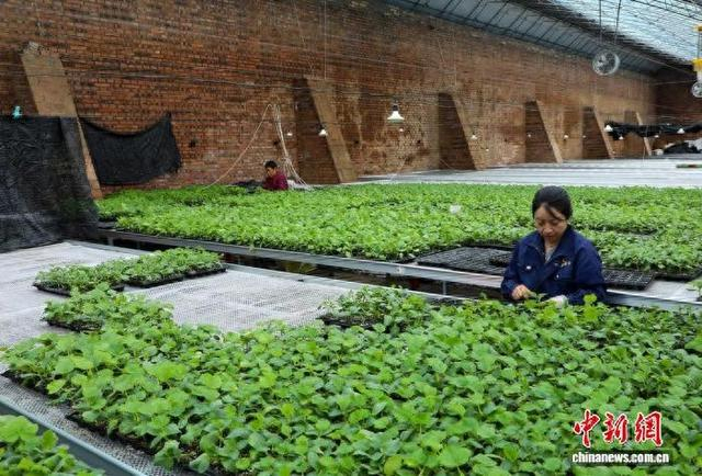 初春时节，随着气温渐升，山西晋城高平市的田野乡间处处涌动着春耕备耕的热潮。张凯 摄