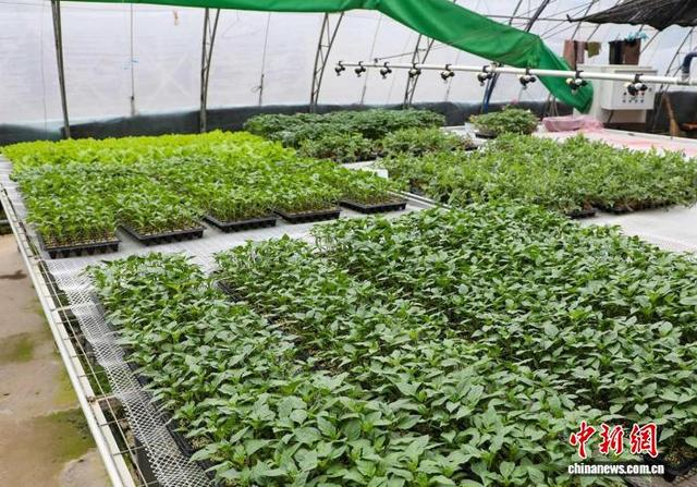 在山西晋城高平市马村镇普华园区的育苗基地，温室大棚内暖意融融、春意盎然。张凯 摄