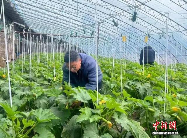 春节假期刚过，山西晋城高平市原村乡陈庄村的蔬菜大棚内已是一片繁忙。李冬 摄