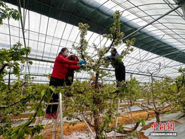 长子县西马村大力发展樱桃特色种植产业。郭媛摄