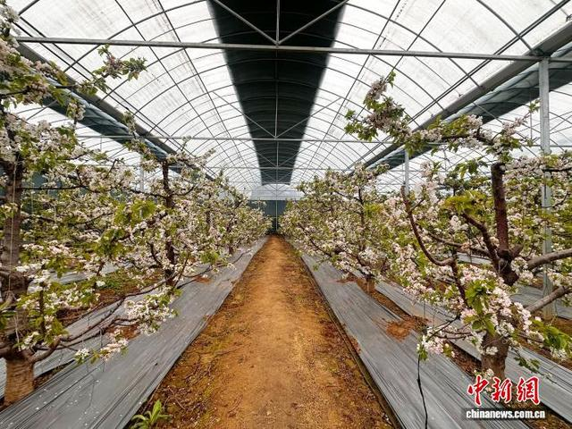 樱桃产业已成为西马村生态建设与经济发展的纽带。王浩东摄