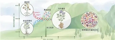 杂交事件驱动马铃薯的薯块形成与演化。 图源：人民日报海外版