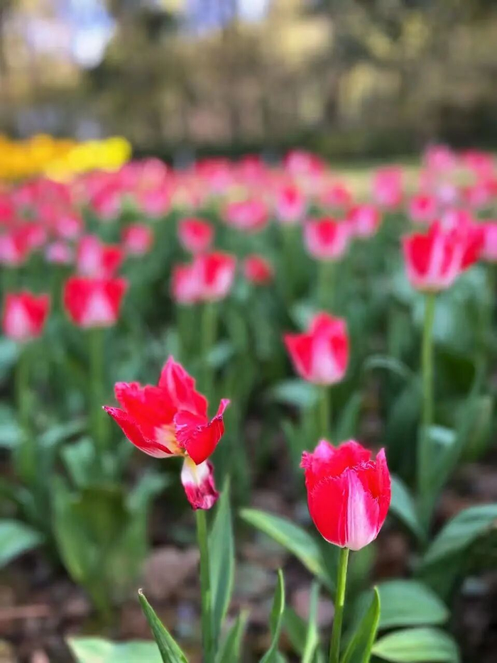 每满记者 方薇 摄