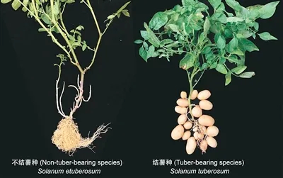 类马铃薯（左）与马铃薯组（右）植株的表型。 图源：人民日报海外版