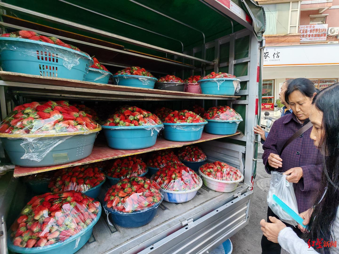 ▲顾客选购草莓