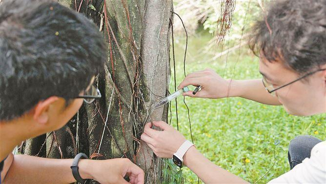 　　园林工作人员释放啮小蜂。（资料图）