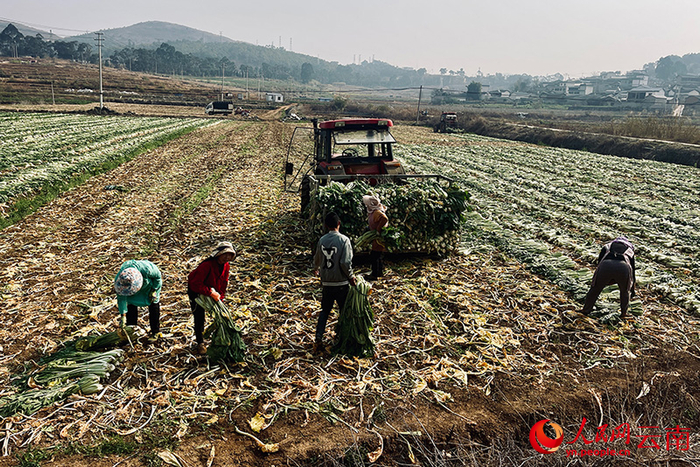 务工人员正在将青菜装车。人民网记者 程浩摄