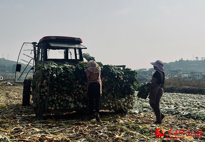 务工人员正在将青菜装车。人民网记者 程浩摄