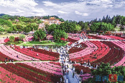 春节期间，香山郊野公园50亩金鱼草花海成为网红打卡地。洪海浪 摄