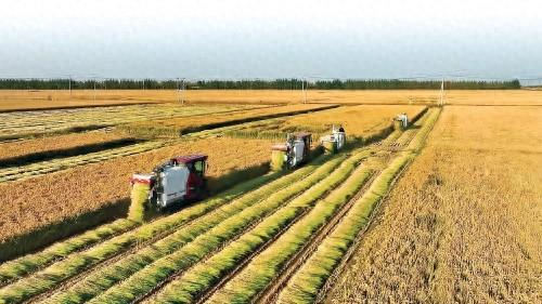辽阳市太子河区沙岭镇双台子村洪茂种植家庭农场。 资料图