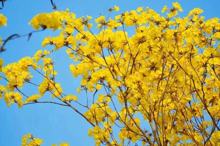 （图片来源博罗旅游）