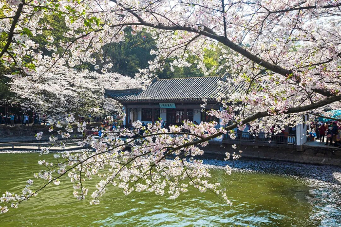 鼋头渚樱花盛开。图源：版权图库