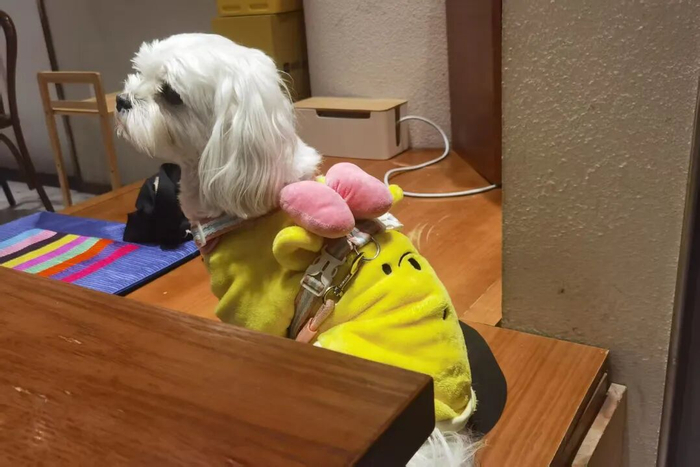 餐厅内狗狗坐在为宠物提供的坐垫上