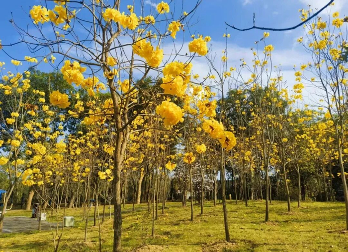 （图片来源红花湖景区）