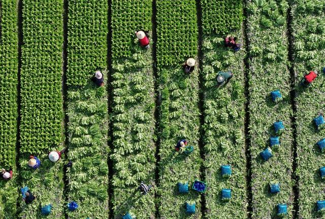 2026年2月24日，农民在四川彭州市九尺镇玉源社区的田地里采收油麦菜（无人机照片）。新华社发（罗国杨 摄）