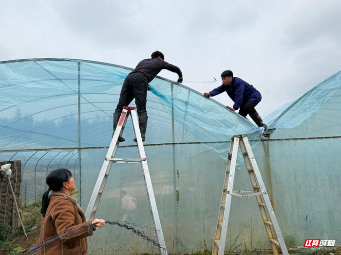 正月十六，姚华清和家人开始整修大棚，为育秧做准备。