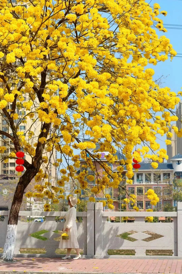 （图片来源博罗旅游）