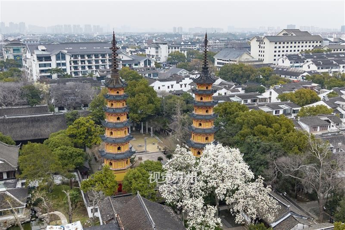 双塔塔院内白玉兰悄然绽放 