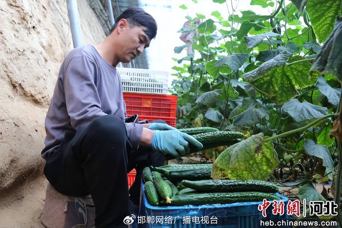 图为农户整理刚采摘的黄瓜。 安小龙 摄