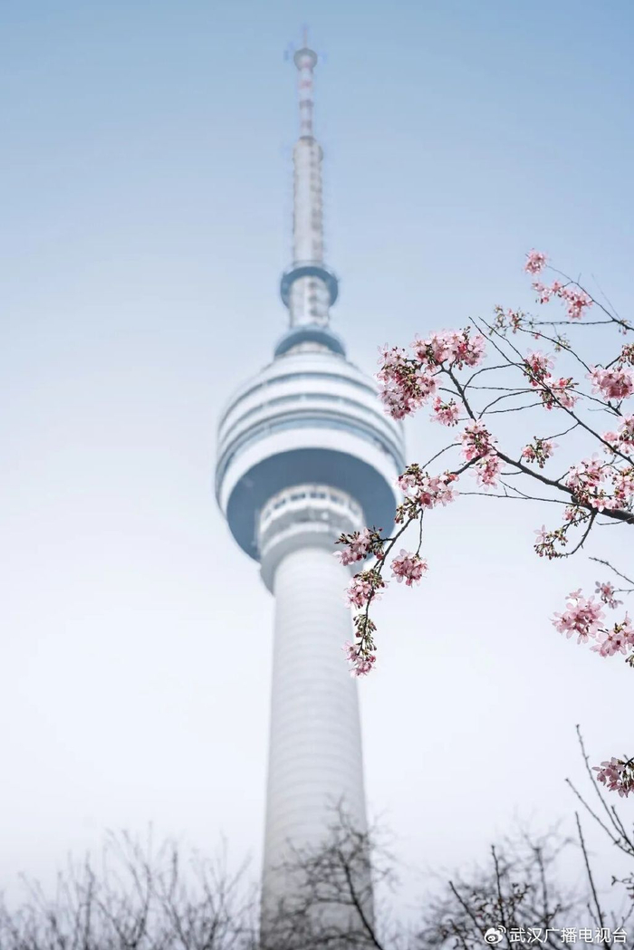 绽放的樱花与龟山电视塔同框。刘雍涛 摄