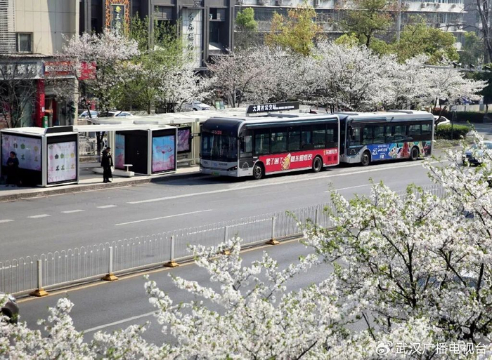 大黄村公交站被樱花环绕。长江日报资料图