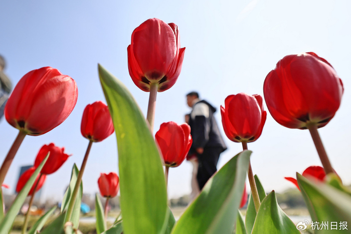 3月7日，在浙江省嘉兴经济开发区姚家荡公园，盛开的郁金香吸引众多市民前来赏花 图源：潮新闻客户端