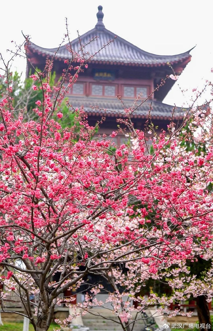 堤角公园闻风阁旁的红花高盆樱与大渔樱组合令人惊艳。记者李子云 摄