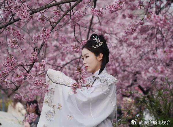 东湖樱花园吸引游客前来打卡赏樱。长江日报资料图