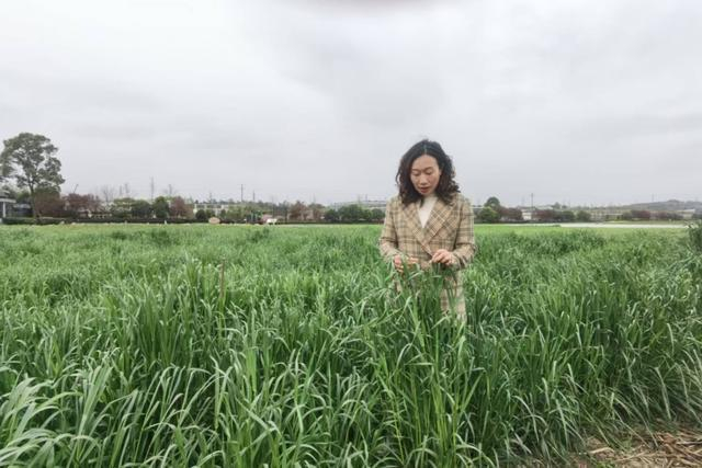 △朱永群在田间