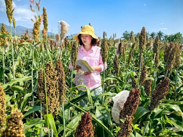 △朱永群确认高粱草生长情况